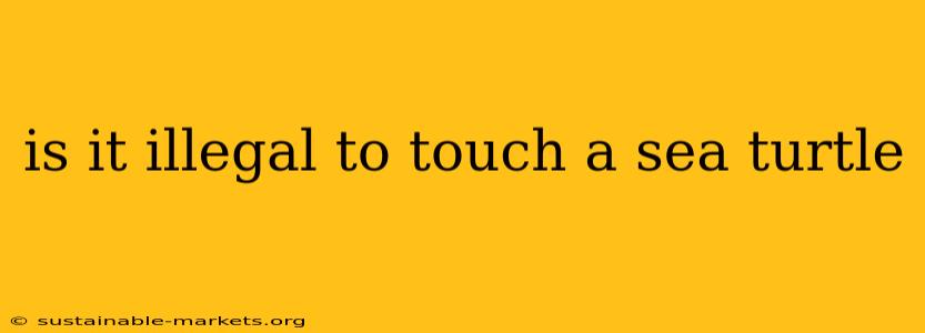 is it illegal to touch a sea turtle